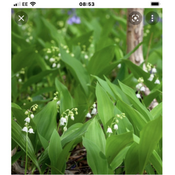 Notice Gallery for Daisy ASTILL