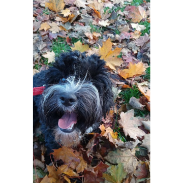 Photo for notice Chris HOLMES