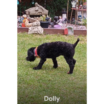 Notice Gallery for Chris HOLMES