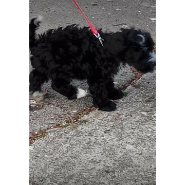 Notice Gallery for Chris HOLMES