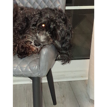 Photo for notice Chris HOLMES