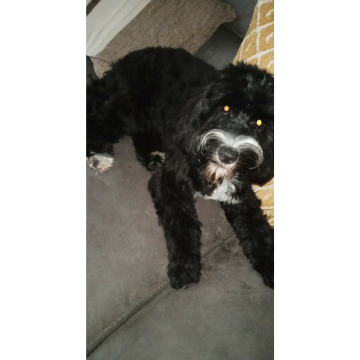 Photo for notice Chris HOLMES