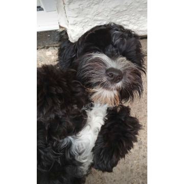 Photo for notice Chris HOLMES