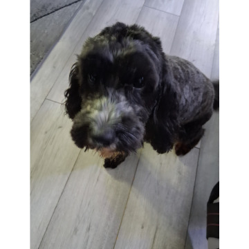 Photo for notice Chris HOLMES