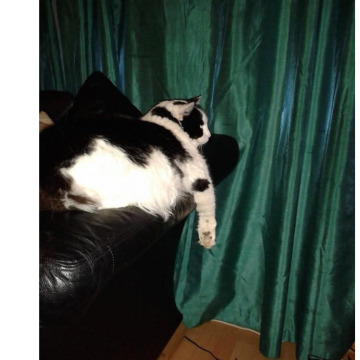 Photo for notice Chris HOLMES