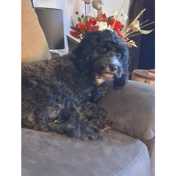 Photo for notice Chris HOLMES