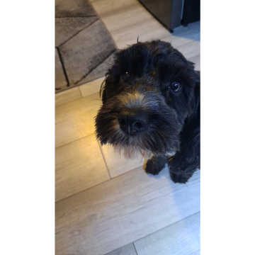 Photo for notice Chris HOLMES