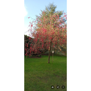 Notice Gallery for Chris HOLMES