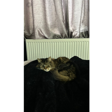 Photo for notice Chris HOLMES