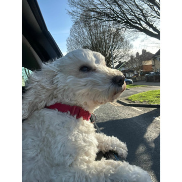 Photo for notice Chris HOLMES