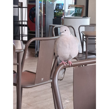 Photo for notice Chris HOLMES