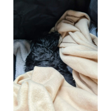 Photo for notice Chris HOLMES