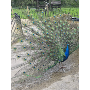 Photo for notice Chris HOLMES