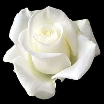 Photo for notice EILEEN KNOWLES