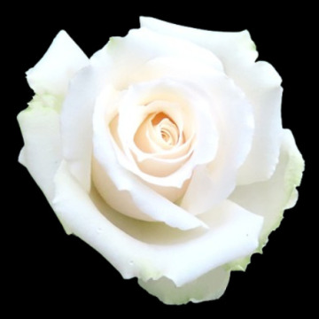 Photo for notice EILEEN KNOWLES