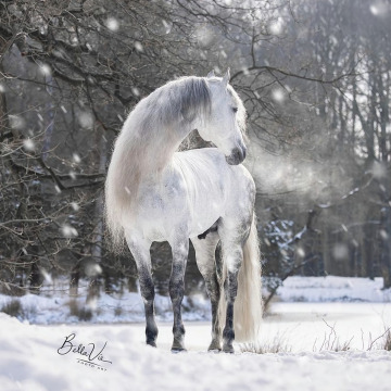 Photo for notice LEILA DOBSON