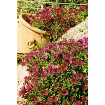 Photo for notice PAULA JAYNE BRAIDFORD