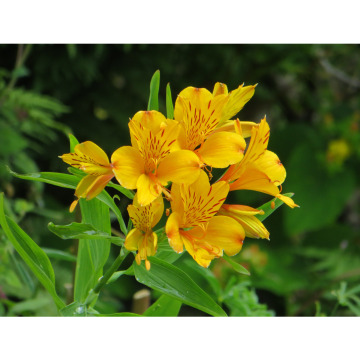 Photo for notice PAULA JAYNE BRAIDFORD