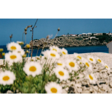 Photo for notice PAULA JAYNE BRAIDFORD