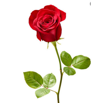 Photo of Patricia Mary VAUX