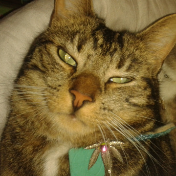 Photo for notice Malcolm (Skin) WOOLGAR