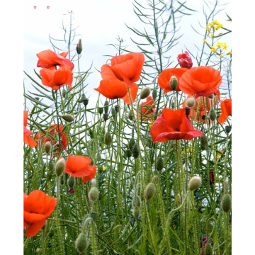 Photo for notice GARY JOHN LAWSON