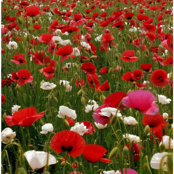 Photo for notice GARY JOHN LAWSON