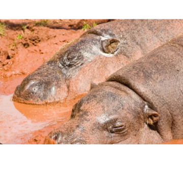 Notice Gallery for SANDRA IRENE PEARCE