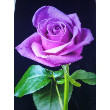 Notice Gallery for LYNNE SHERIFF