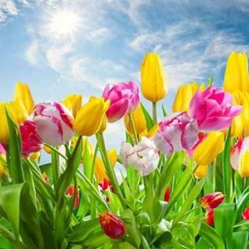 Tribute photo for Mary Elizabeth Constance WHITE