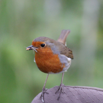 Notice Gallery for Stephen Derek HOPE