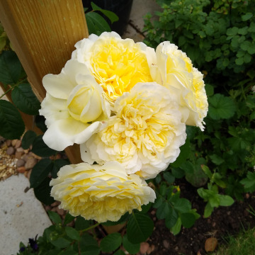 Photo for notice Clarice WINKS