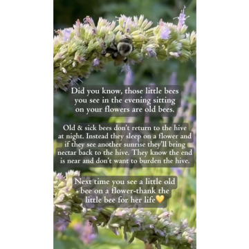 Photo for notice Edna Mary SHARRATT