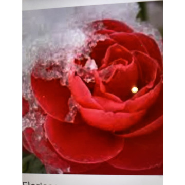 Photo for notice Ivan John DEXTER