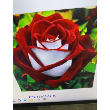 Photo for notice Ivan John DEXTER