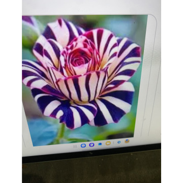 Photo for notice Ivan John DEXTER