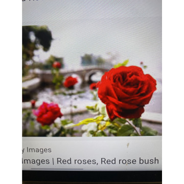 Photo for notice Ivan John DEXTER