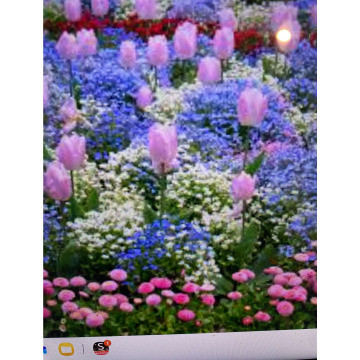 Photo for notice Ivan John DEXTER