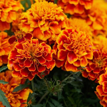 Photo of Ellen Elizabeth LEGGATE