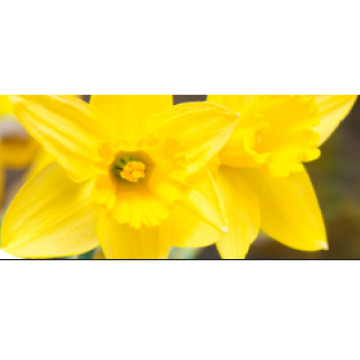 Photo of Susan NEWLANDS