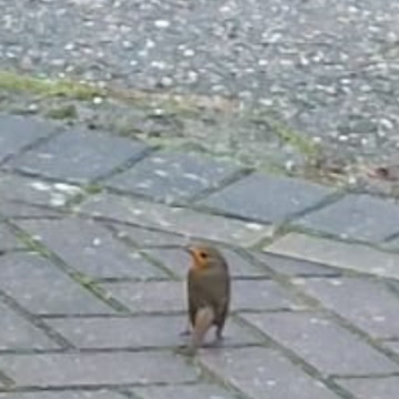 Notice Gallery for Michael John Charles BELLAMY