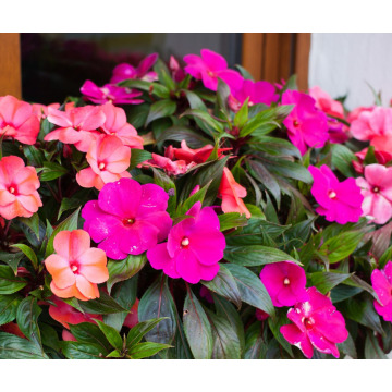 Notice Gallery for Mary Elizabeth DOWD