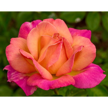 Notice Gallery for Mary Elizabeth DOWD