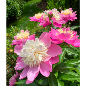 Notice Gallery for Mary Elizabeth DOWD