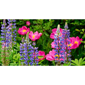 Photo for notice Mary Elizabeth DOWD