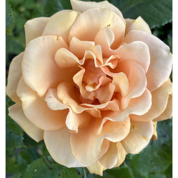 Notice Gallery for Mary TRUBY