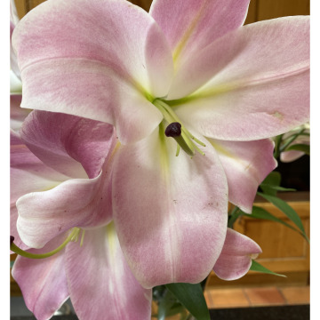 Notice Gallery for Gwyn A, FRCS EVANS