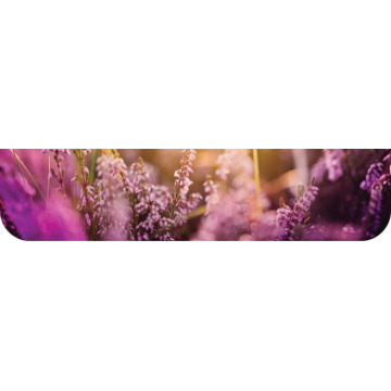 Photo of Dolina Ross WATERFIELD