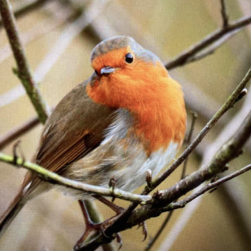 Photo for notice Gerald Anthony BISHOP