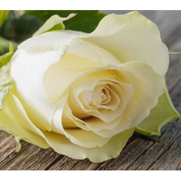 Photo of Margaret Millicent THRELFALL